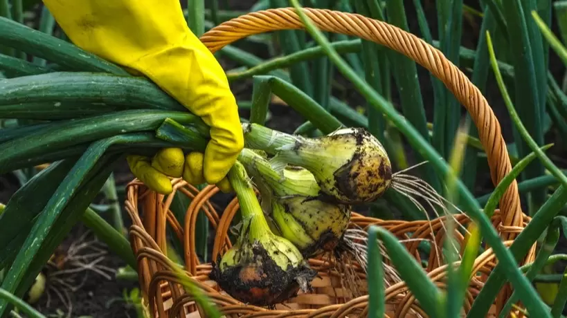 Неожиданный метод посадки лука: как дачники увеличивают урожай