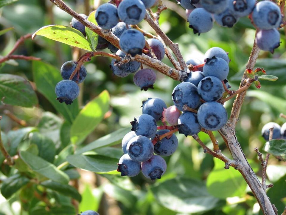 ������� ��������� ����������� ��������: ��� �������� ������� ������ ��� ������