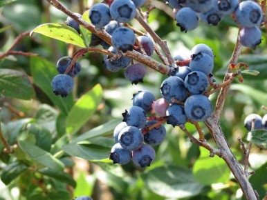 ������� ��������� ����������� ��������: ��� �������� ������� ������ ��� ������