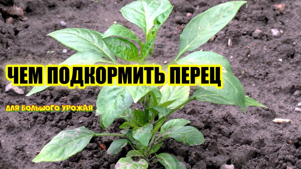 ��� ��������� ���������� ����� ����� ��������: ������ ���������