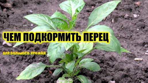 ��� ��������� ���������� ����� ����� ��������: ������ ���������