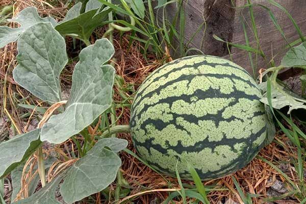 ���� ��� 2: ������� ���������� � �������� �������� �������� ��� �������� ������