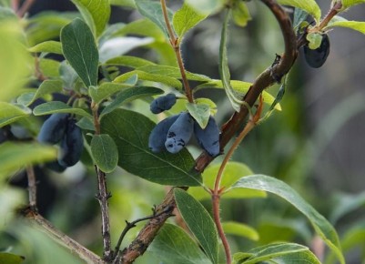 Как сделать жимолость звездой вашего сада: секреты повышения урожайности