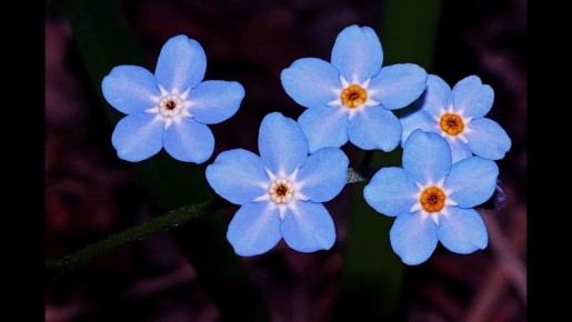 ���������: ������ ������ ����� � �������� ������� � ����