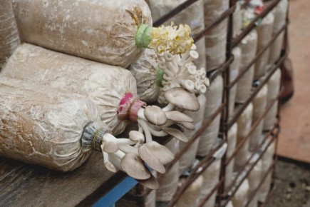 Как вырастить вешенки дома: секреты успешного грибоводства