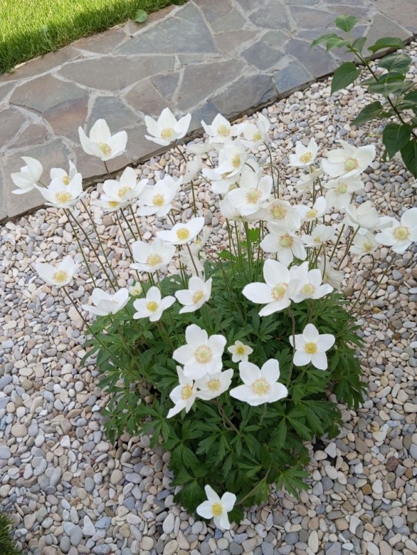 ����������� ������ ������ � ��������� �� ������ �������