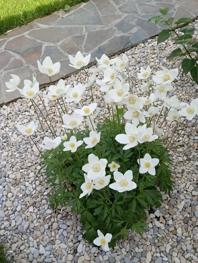 Эффективные методы борьбы с сорняками на дачном участке