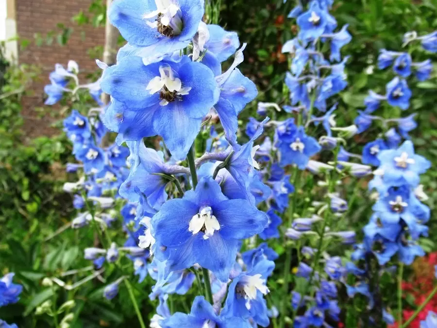 Как успешно вырастить дельфиниум из семян для яркого цветения