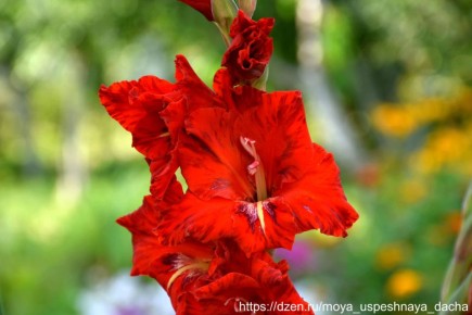 ��� ��������� ������������� ���������� ��� ������ ��������