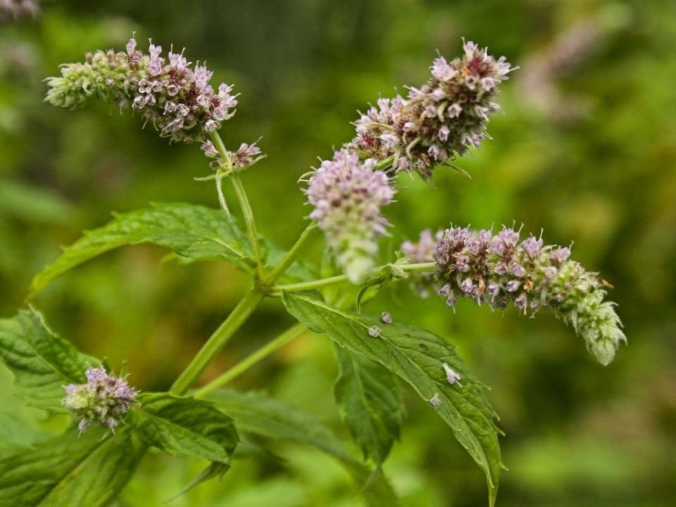 ��� ��������� ������ �����, ����� ��������� ������ � �������� ��������