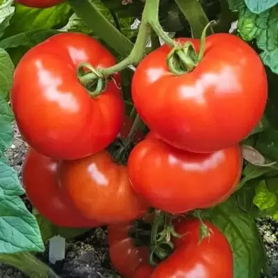 Томат ясный сокол: универсальный герой вашего сада