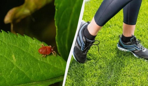 ��� ���������� �� ������: ������� ������ �� �����