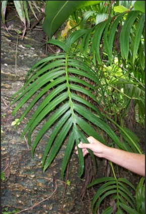 ��������: ������ � ��������� ������������ �������� ��� ����� ���������