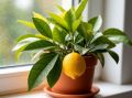 Цитрусовые на подоконнике: свежий воздух и уют в вашем доме