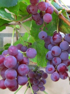 �������� ��������: ���������� ������� ���� � ���������� ������