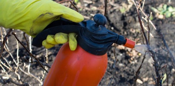 Как защитить растения весной: действуйте до начала активного роста