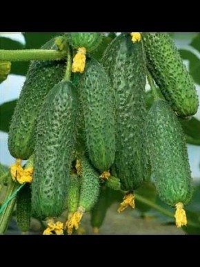 Ультраранний огурец Страж: секреты успеха в вашем огороде