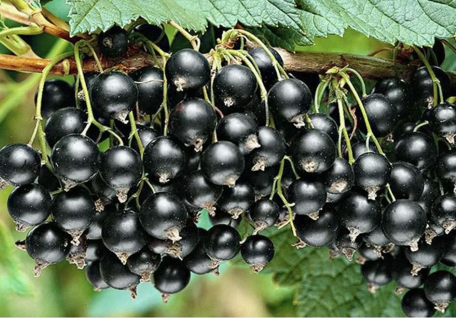 �������� ��������� ������� �����������: ������� ��� ������� ������