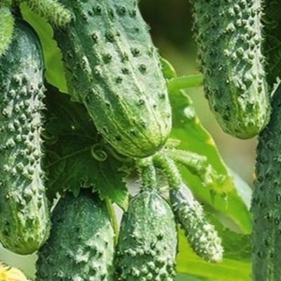 ������ �������: ������ �������������� ������ ��� ������