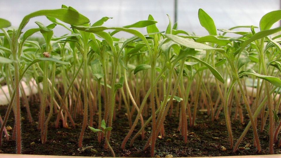 ��� �������� ������� �� ����������