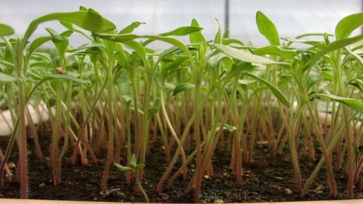 ��� �������� ������� �� ����������