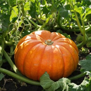 ��� ��������� ��������� ��������: ������� ��������� ����� ��� �������� ������