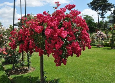 ���������� ����������� ������� ����: ��� ������� ����� ����� �����