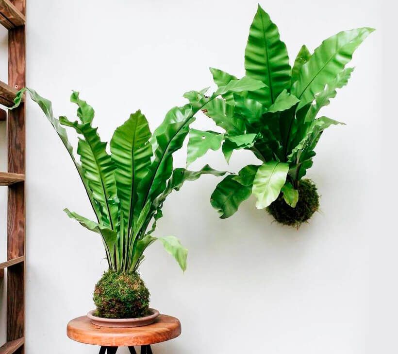 � ���� ��������� ������������: ��������� � ������� ������� ������ ����