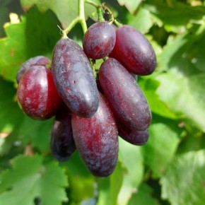 �������� �����: ������ �������� ���� � �������� ������� � ����������� ������