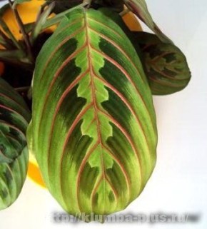 ���������� ��������: ������� �������� � ��� ����