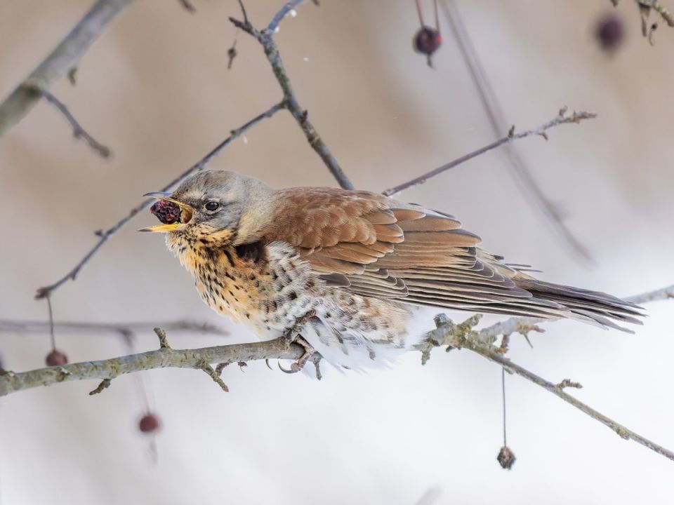 ��� ����������� ������� �������� ���������������� ������