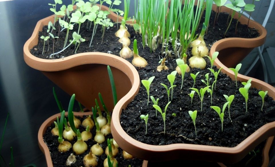 ������� ��������� ��������� �������