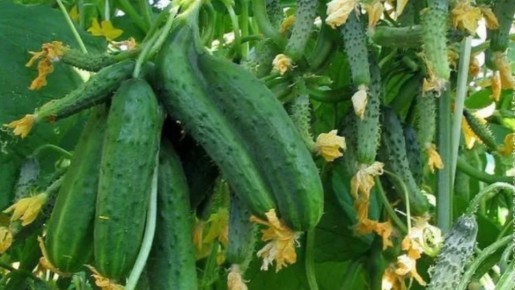 ������������ ������� �����������: ��� ������ ������� ������� ������ �������