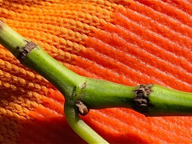 ������� ������� �������� ���������: ��� ������� ������� � �������� � ��������