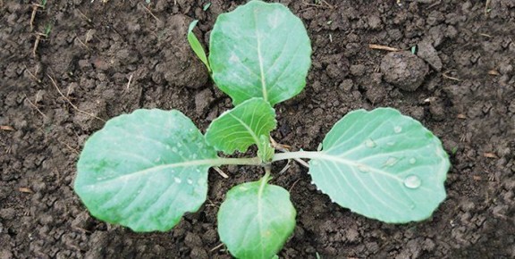 ������ �������� ������� �������: ����������� ������ �� ������� �����������