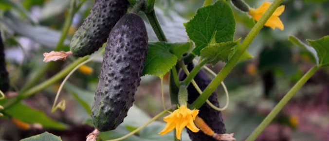 ��� �������� ������ � �������: ������ �� �����