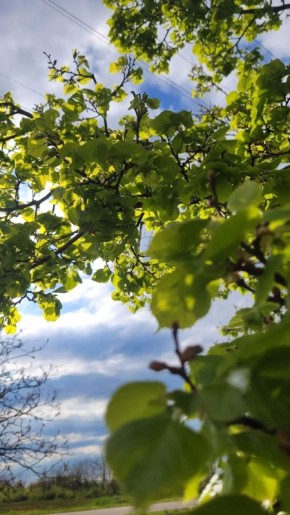 ������ ����, ������. ������� � ������ ����������� ������� �� +9 �� +15 �C, ����� 2-4 �/�