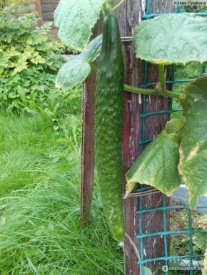 ������� ��������: ��������� ������ ��� ������ � �������