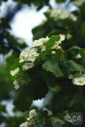 29 ������ � ������ ��������