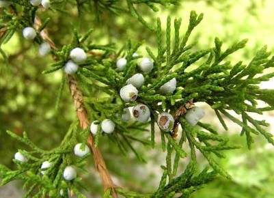 ��� �������� ��� �����: ����� �� ������� ��� ������ ��������?