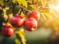 Почему яблоня цветет, но не плодоносит: основные причины и решения