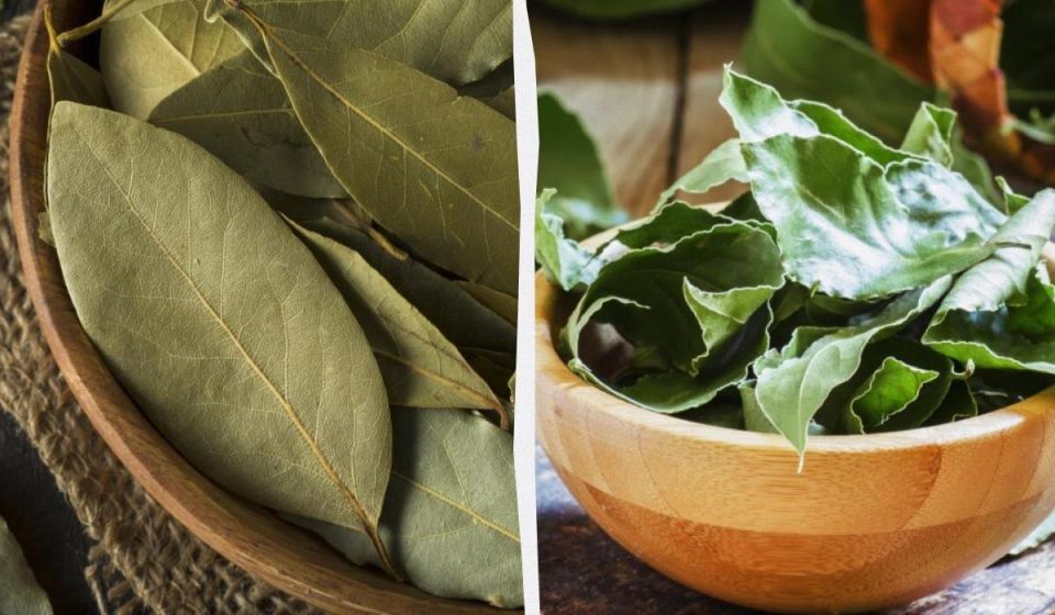 Лавровый лист: секреты использования и недооцененный вкус
