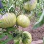 Томат Большой куш: как вырастить урожай гигантов с насыщенным вкусом