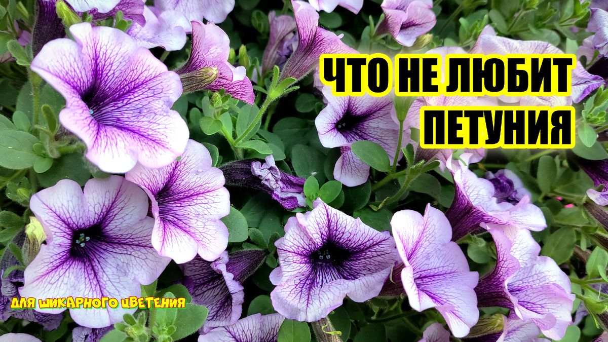 Как ухаживать за петуниями: три главные ошибки цветоводов и как их избежать