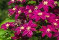 ������� ����� �� �����������: ��� �������� ������� ��������