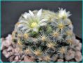 ������� ������� �����: ���������� ��� �������� �����������
