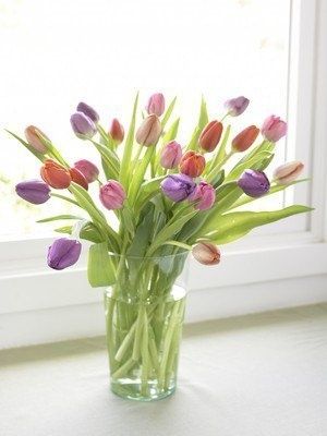 Как сохранить срезанные тюльпаны дома и продлить их свежесть