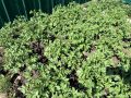 Три революционных способа выращивания картошки, которые удивят каждого огородника