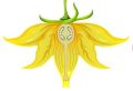 Опыление пасленовых: основные мифы и реальность