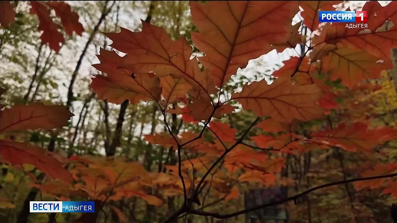 Они ловят последние солнечные дни уходящей осени